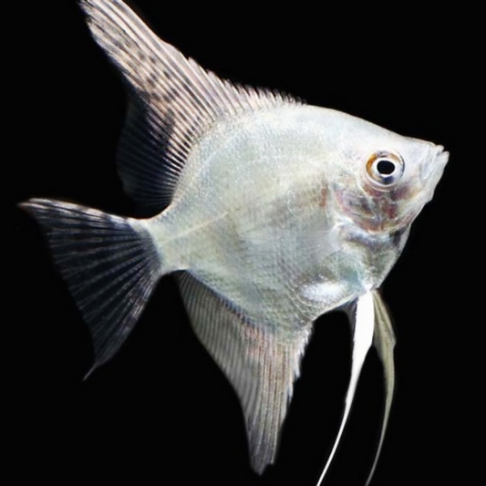Platinum Angelfish