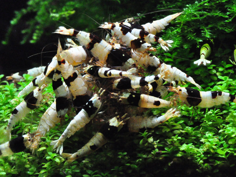Pure Black Line Caridina Shrimp