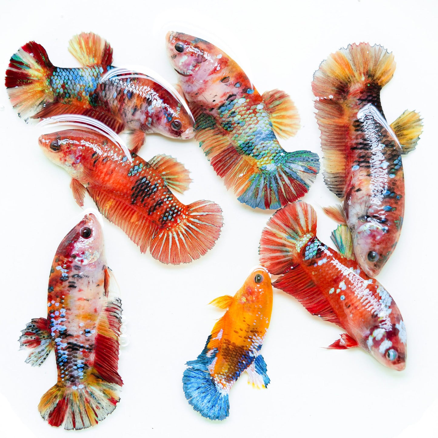 Giant Koi Nemo Female Betta Fish Sorority | Successful Sorority Pack