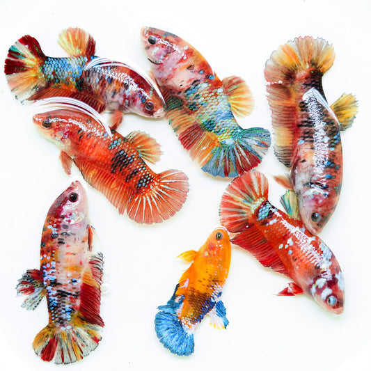 Female Giant Betta Fish