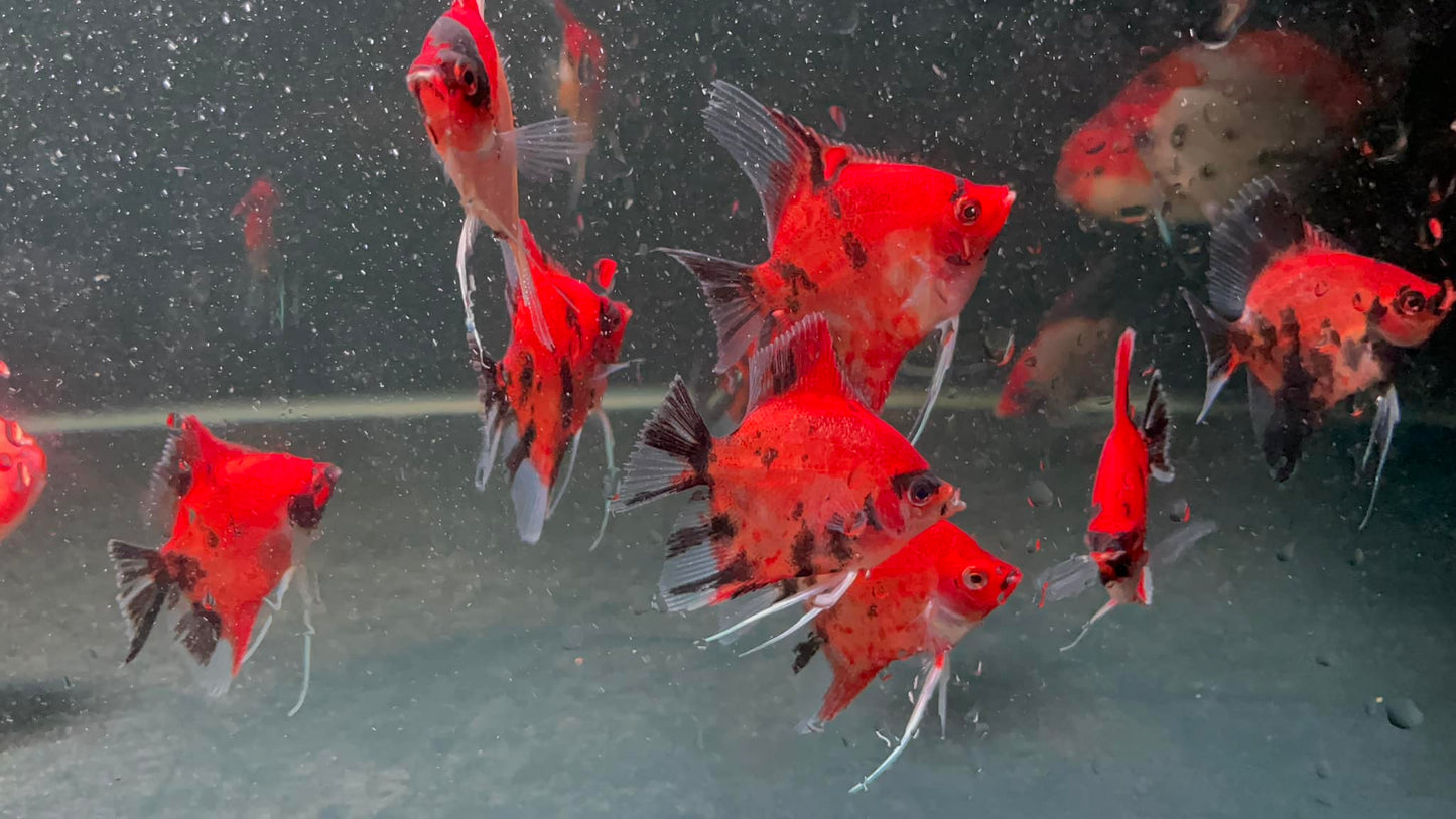 Red Devil Angelfish