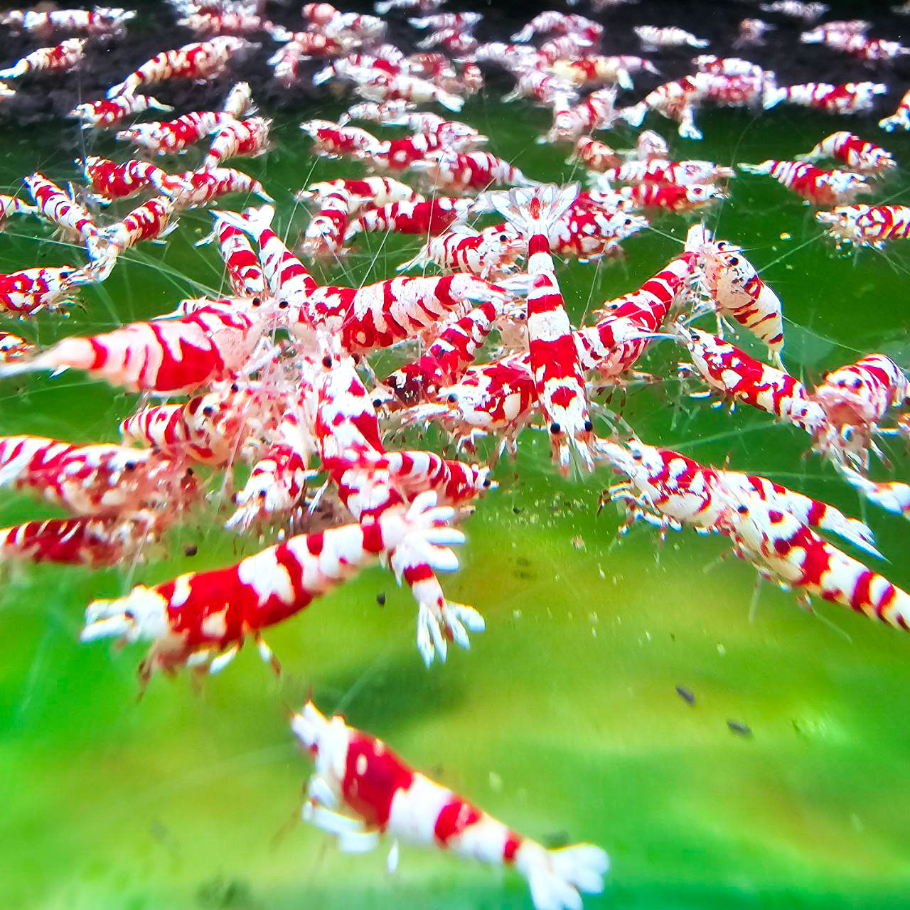 Red Fancy Tiger Caridina Shrimp