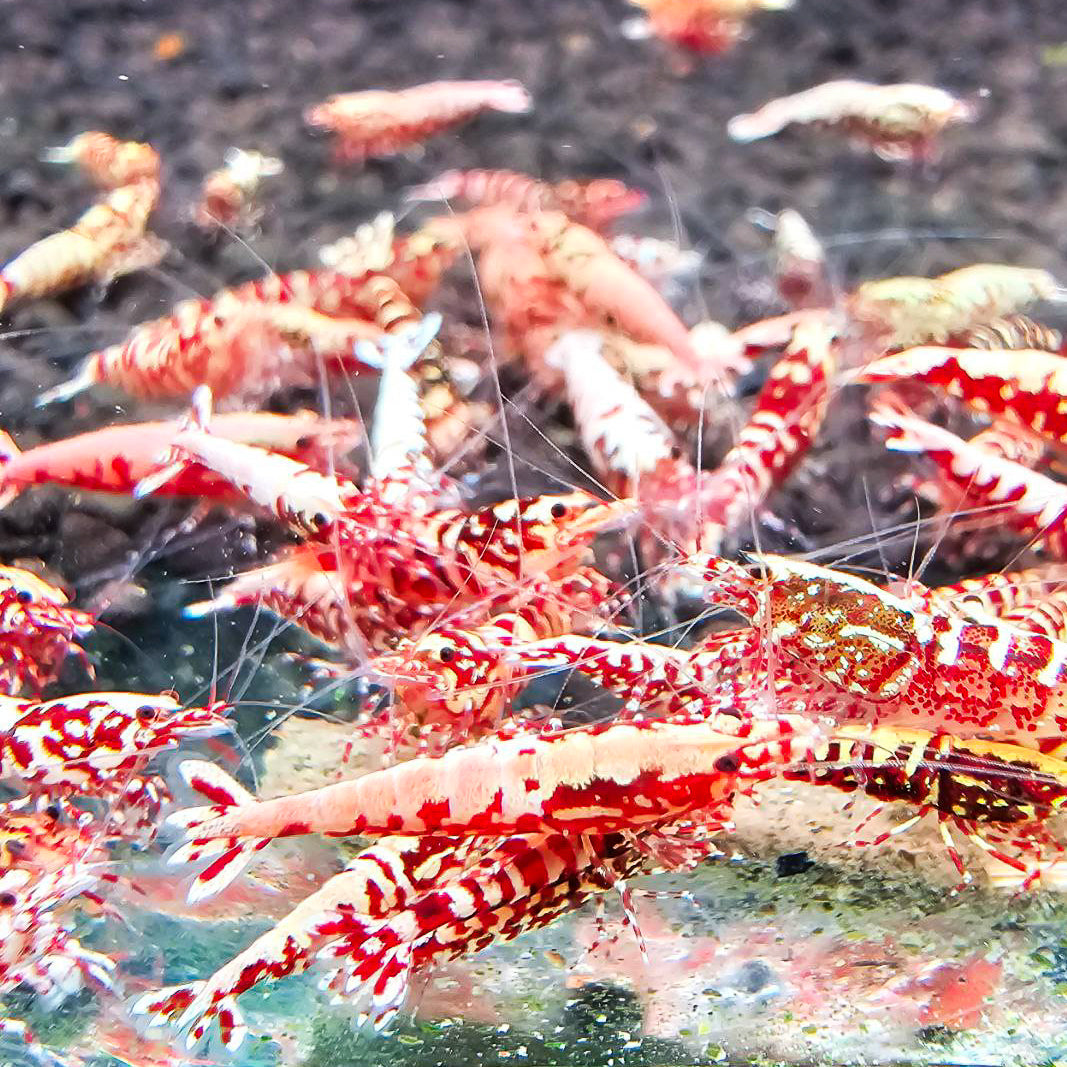 Red Galaxy Caridina Shrimp
