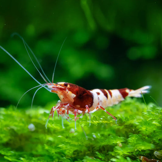 Red King Kong Caridina Shrimp