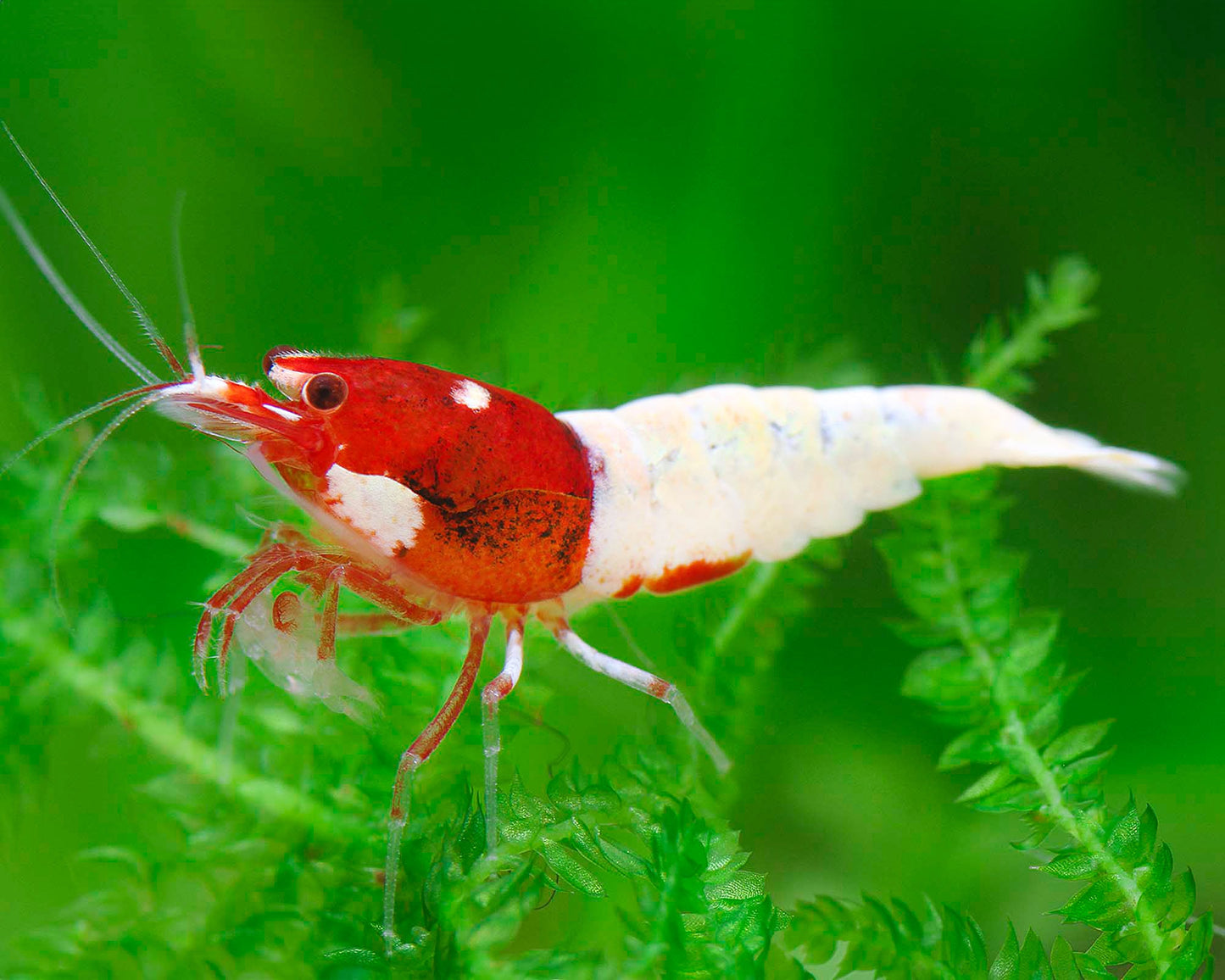 Red Pinto Caridina Shrimp