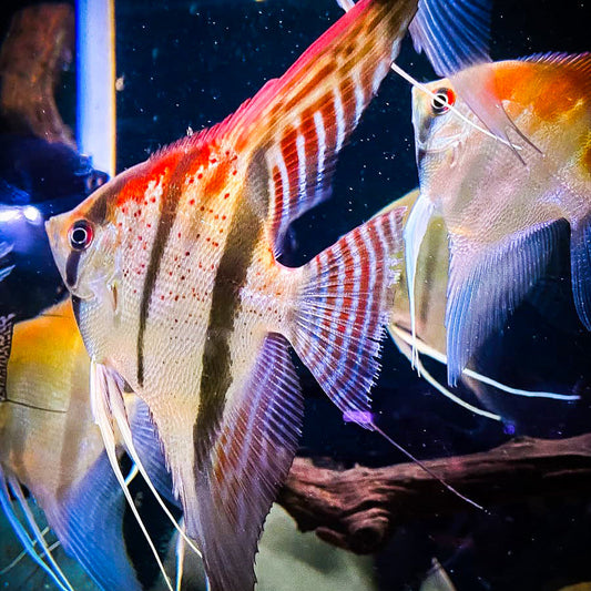 Santa Isabel Angelfish