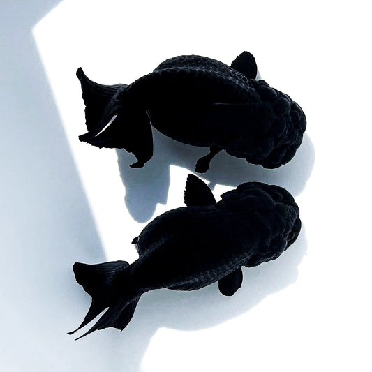 Jet Black Ranchu Goldfish | Grower Pick