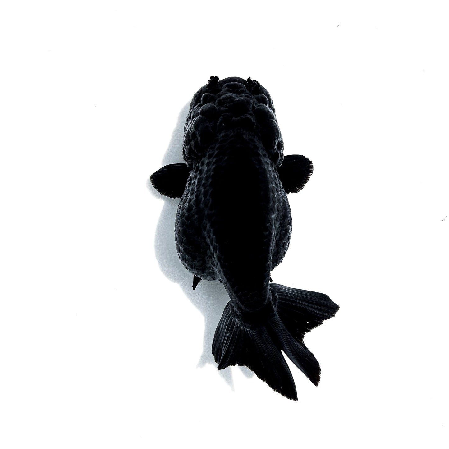 Jet Black Ranchu Goldfish | Grower Pick