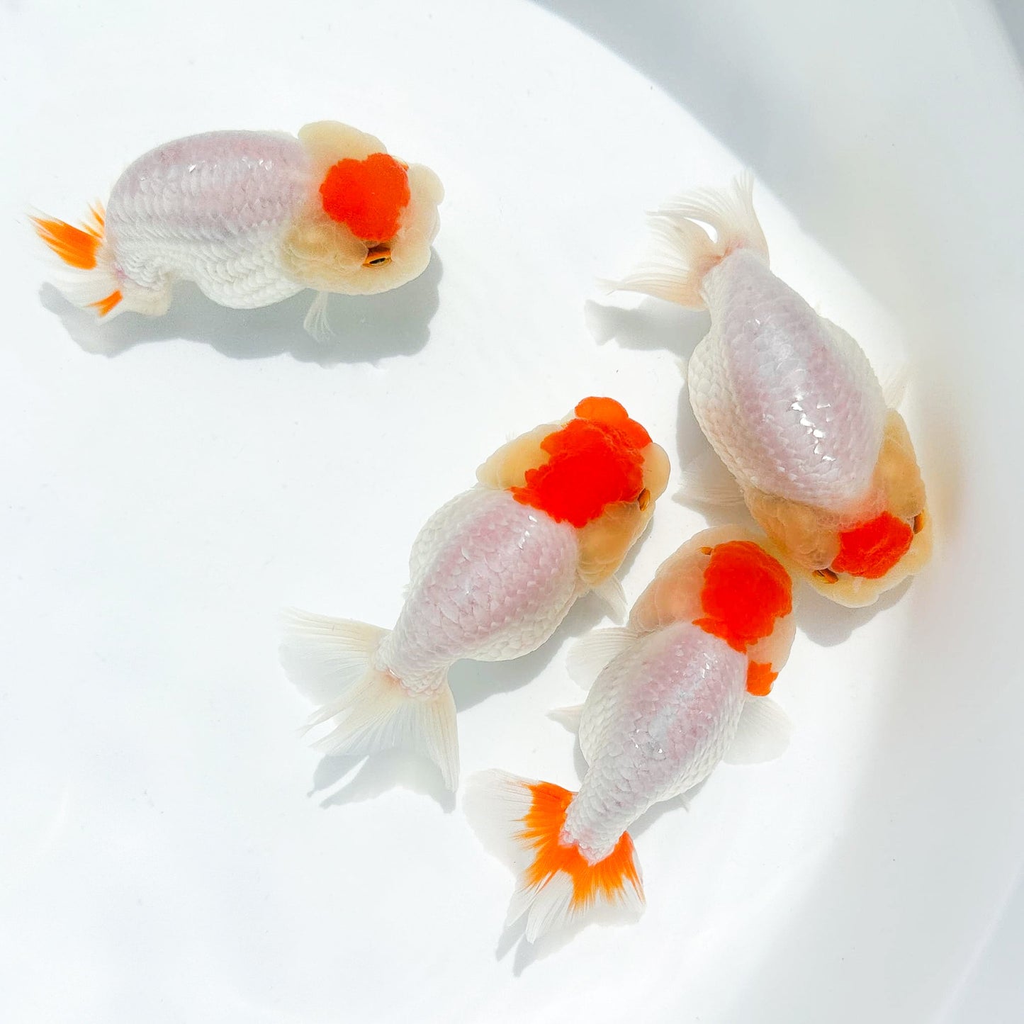 Shogun Tancho Ranchu Goldfish | Japan Flag Jewel | Grower Pick