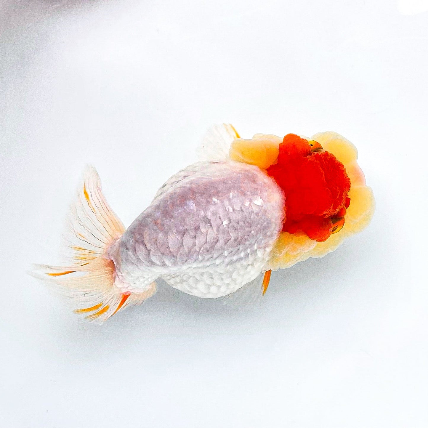 Shogun Tancho Ranchu Goldfish | Japan Flag Jewel | Grower Pick