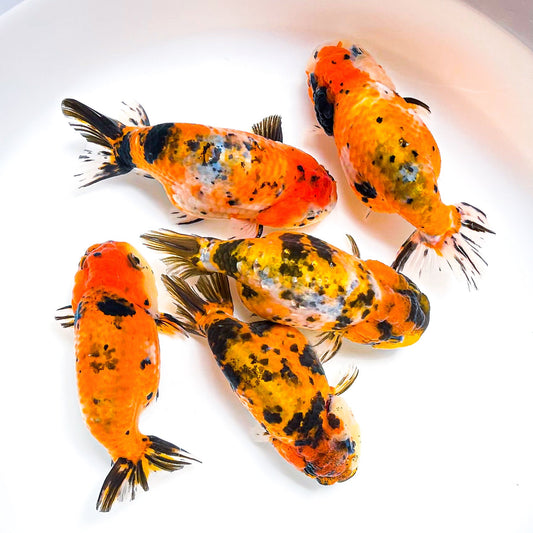 Tiger Calico Ranchu Goldfish | Grower Pick
