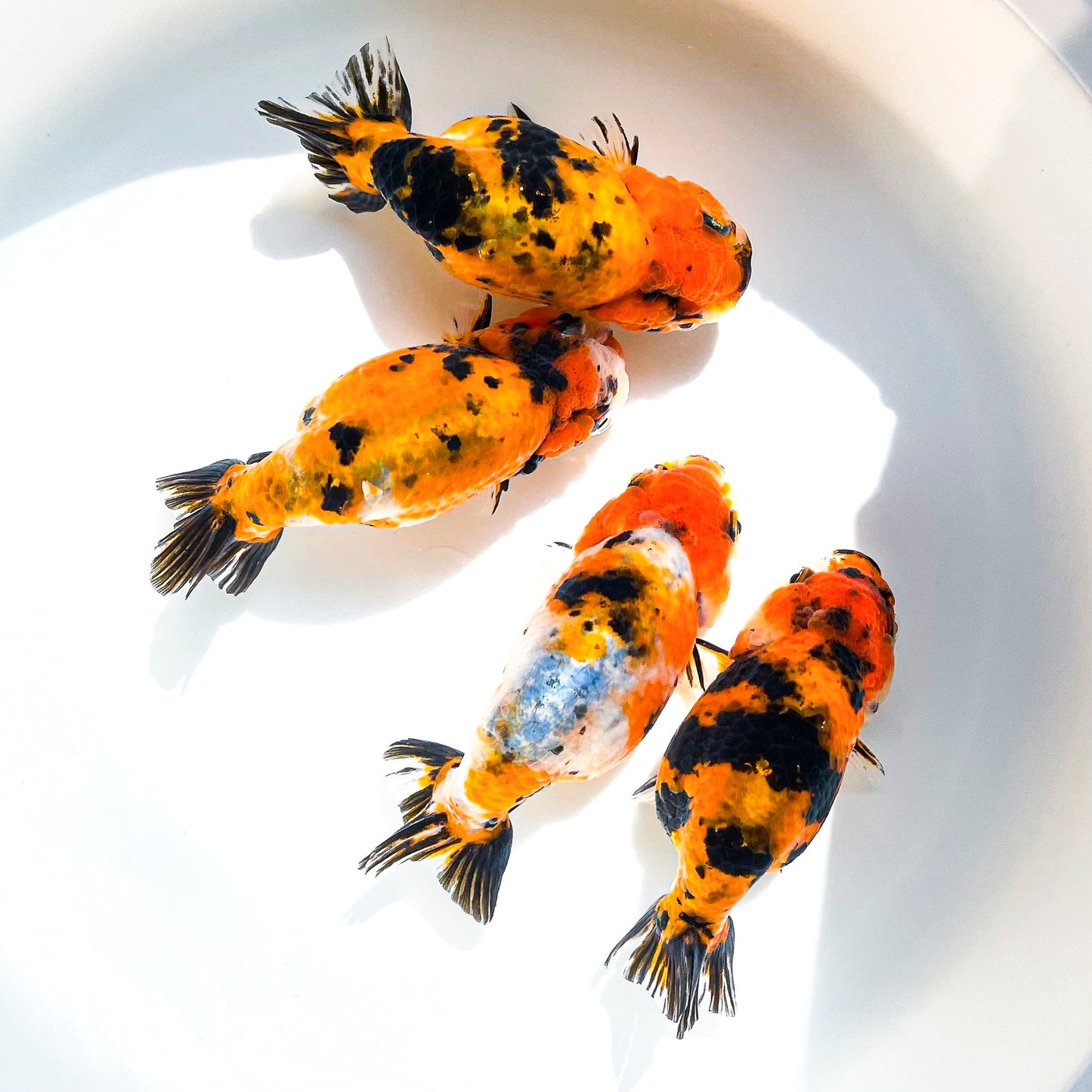 Tiger Calico Ranchu Goldfish | Grower Pick