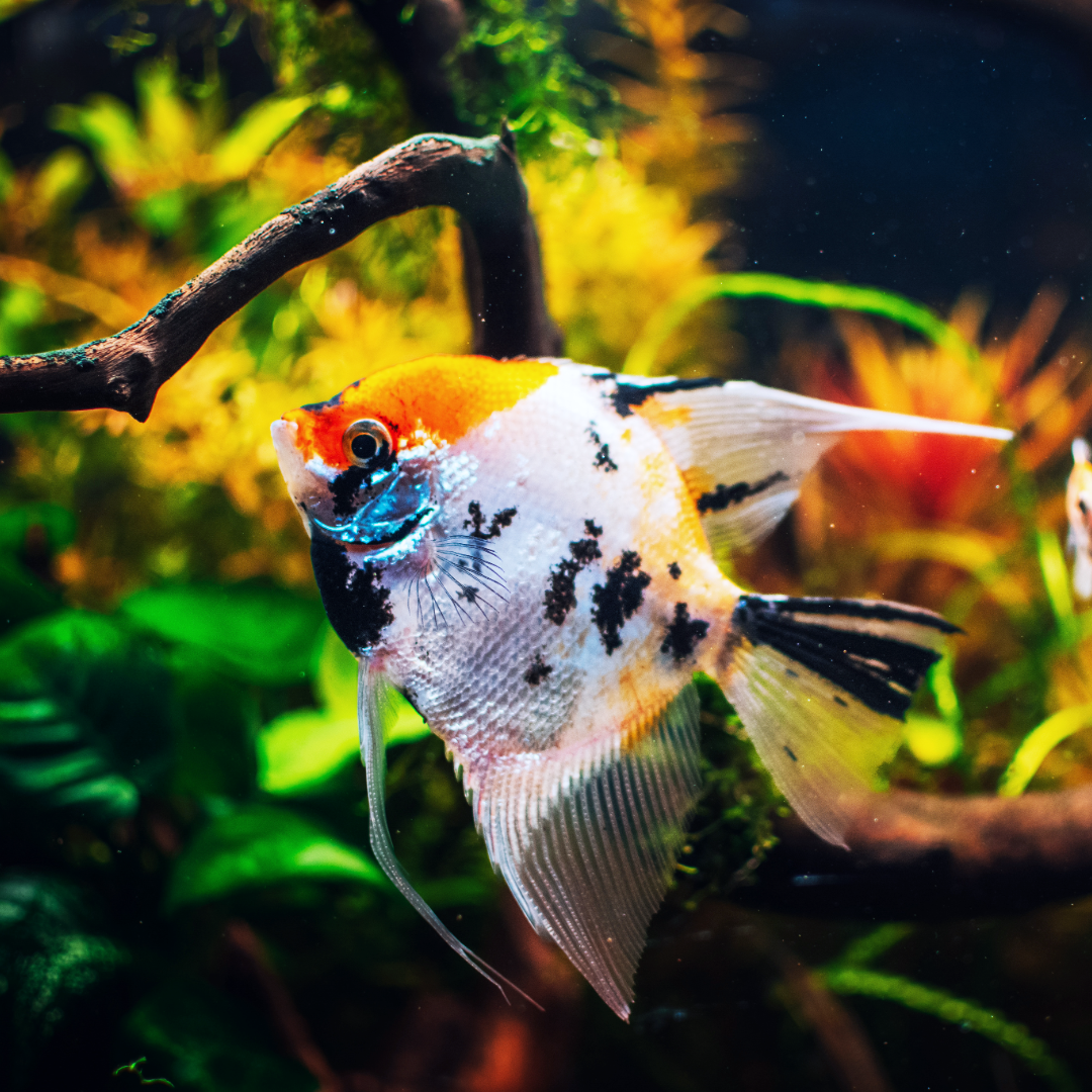 Tricolor Angelfish