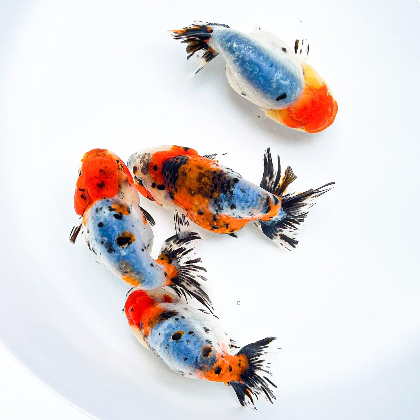 Tricolor Calico Ranchu Goldfish | Grower Pick