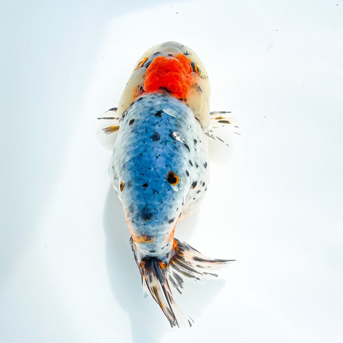 Tricolor Calico Ranchu Goldfish | Grower Pick