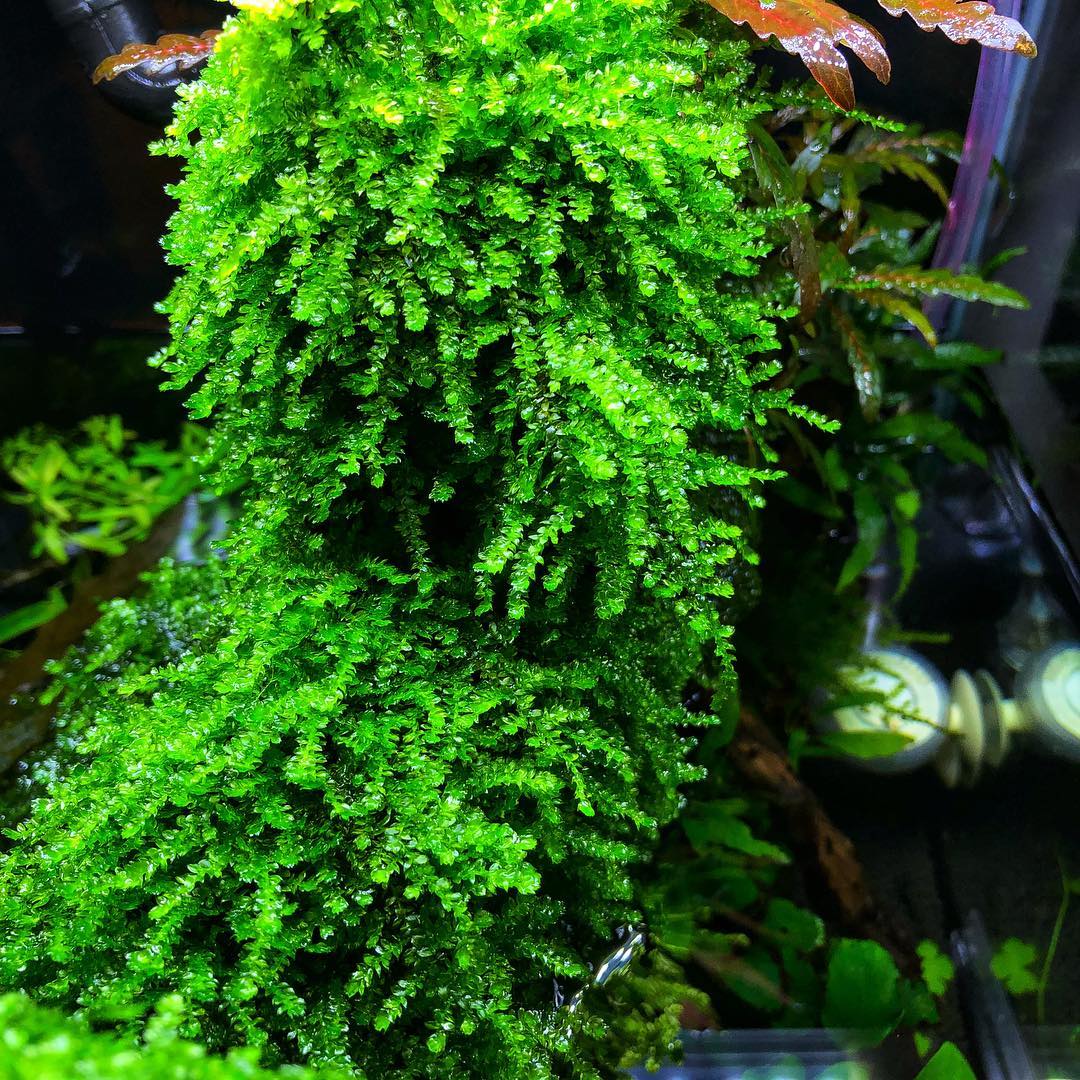 Weeping Moss