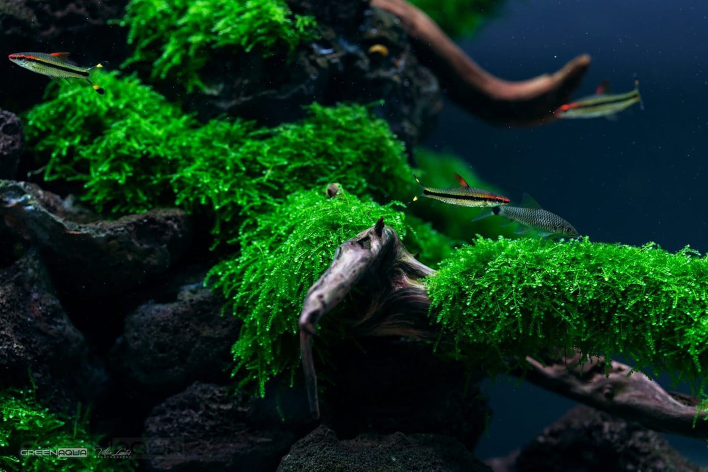 Weeping Moss on Stainless Steel