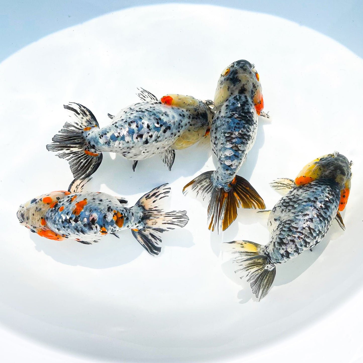 White Tiger Calico Ranchu Goldfish | Grower Pick