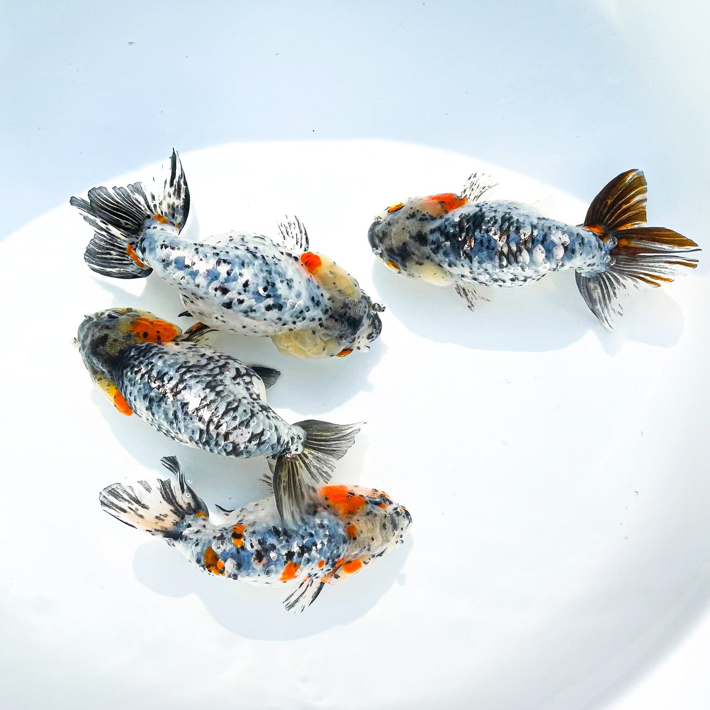 White Tiger Calico Ranchu Goldfish | Grower Pick