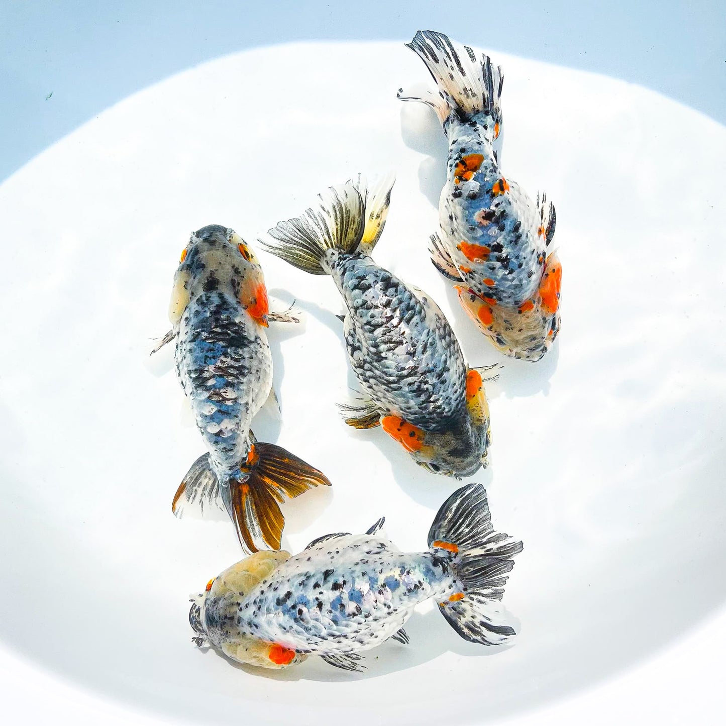 White Tiger Calico Ranchu Goldfish | Grower Pick