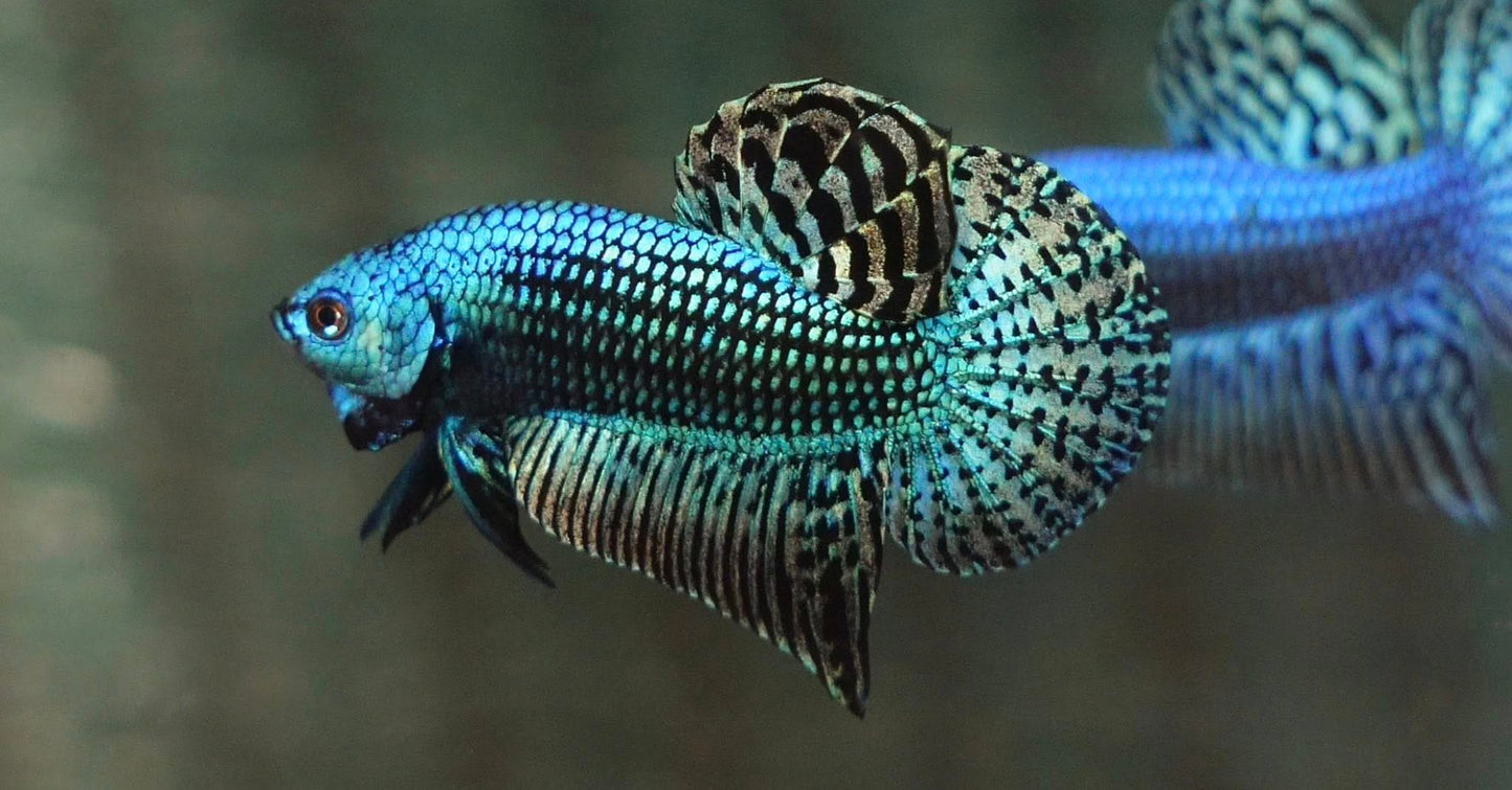 Wild Alien Green Male Betta Fish