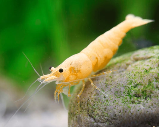 Creamy Neocaridina Shrimp