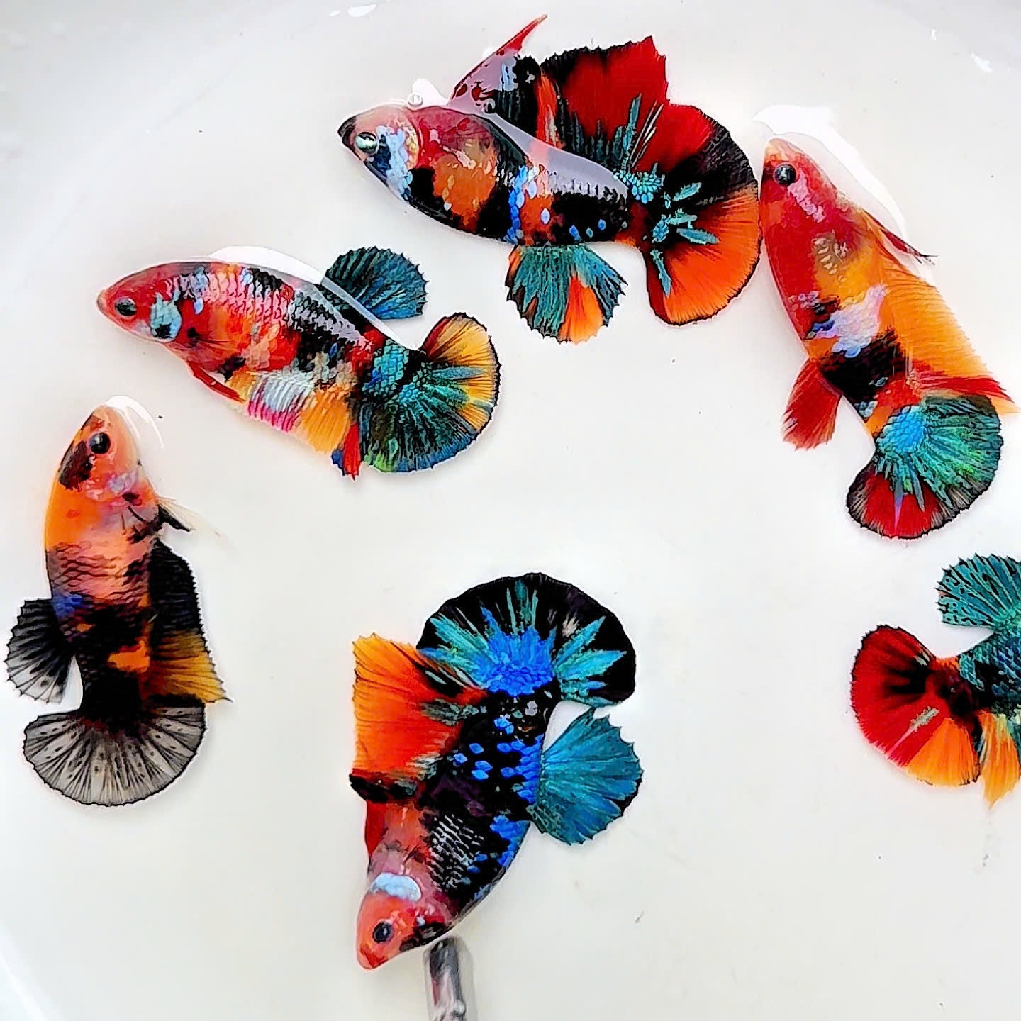 Koi Nemo Black Base Female Betta Fish (Exotic Fish)